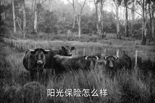 陽(yáng)光保險(xiǎn)怎么樣，陽(yáng)光保險(xiǎn)怎么樣