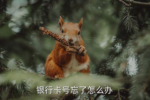 銀行卡號忘了怎么辦，銀行卡號忘了怎么辦