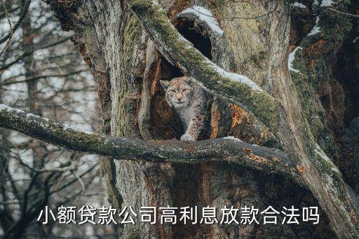 高息小額放款怎么樣，小額貸款公司高利息放款合法嗎