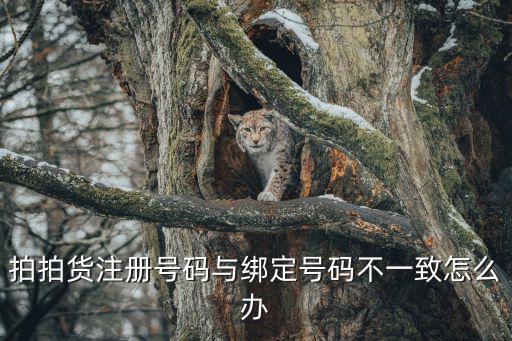 拍拍貸怎么更改電話嗎，我身份證和以前手機(jī)號(hào)邦定在拍拍貸賬戶上請(qǐng)問(wèn)怎樣更換