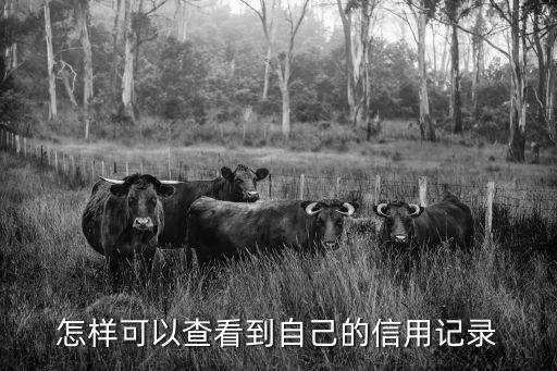 怎樣可以查看到自己的信用記錄