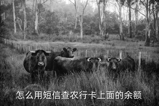 怎么用短信查農(nóng)行卡上面的余額