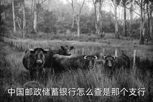 中國郵政儲蓄銀行怎么查是那個支行