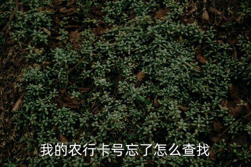 我的農(nóng)行卡號忘了怎么查找