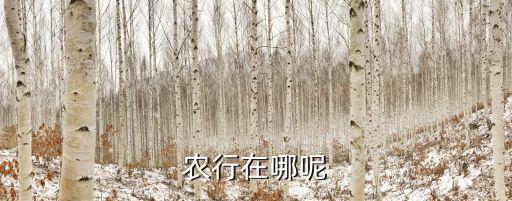 農(nóng)行在哪呢