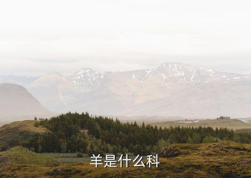 羊是什么科