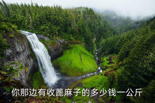 你那邊有收蓖麻子的多少錢一公斤