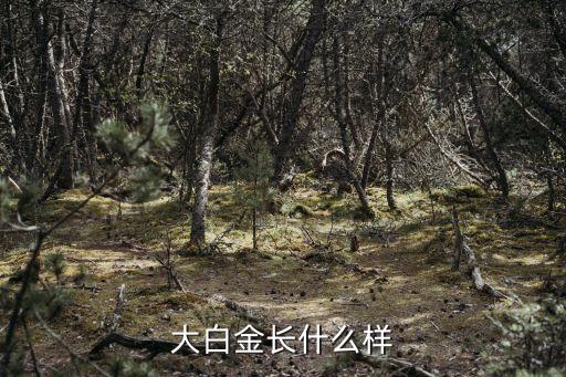 ae夢卡白金卡年費多少,浦發(fā)ae白金卡年費積分不能抵扣了