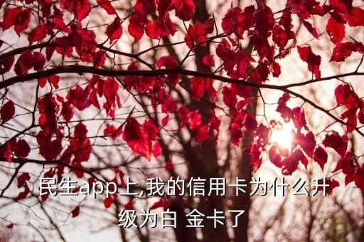 民生app上,我的信用卡為什么升級為白 金卡了