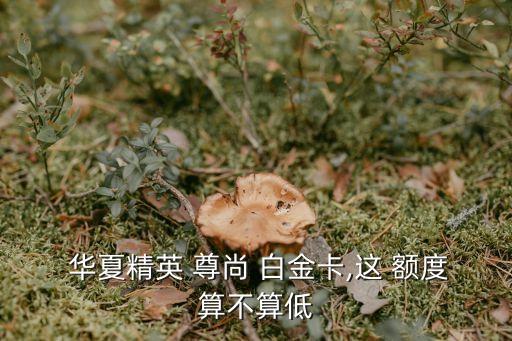  華夏精英 尊尚 白金卡,這 額度算不算低