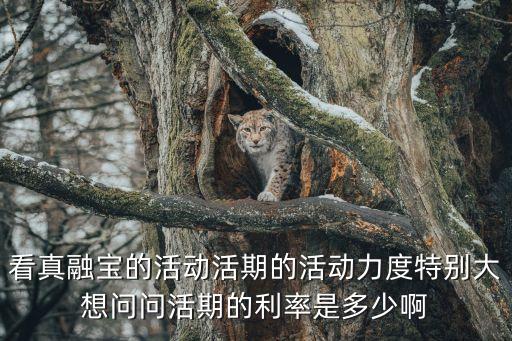 看真融寶的活動活期的活動力度特別大想問問活期的利率是多少啊