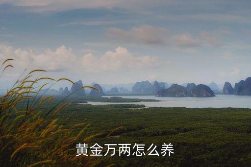 黃金萬(wàn)兩怎么養(yǎng)