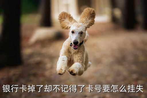 銀行卡掉了卻不記得了卡號要怎么掛失