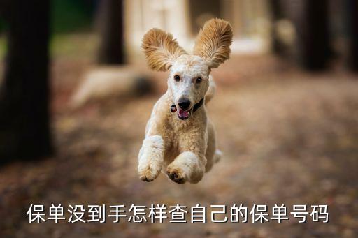 怎么查找保單號，保單沒到手怎樣查自己的保單號碼