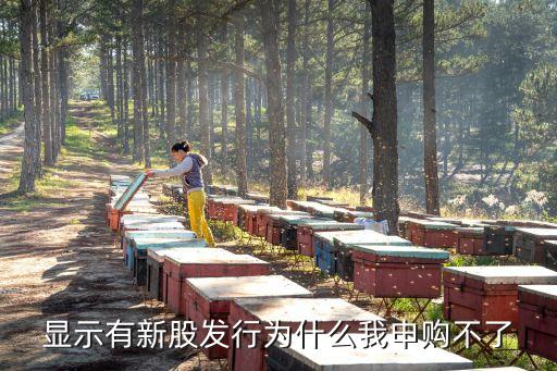 顯示有新股發(fā)行為什么我申購不了
