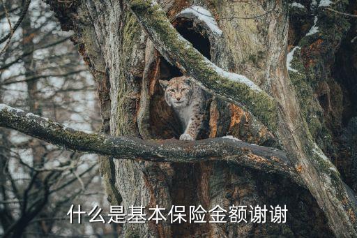 什么是基本保險(xiǎn)金額謝謝