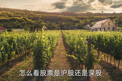 怎么看股票是滬股還是深股