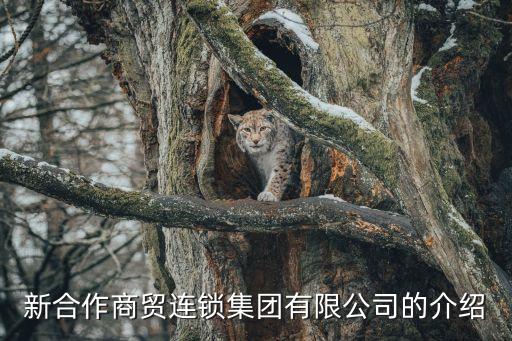 新合作商貿(mào)連鎖集團有限公司的介紹
