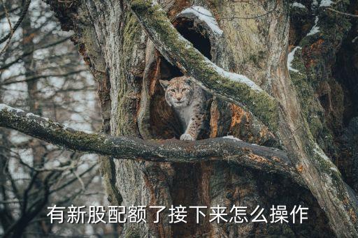 申購(gòu)新股有配額怎么申請(qǐng)，獲得新股配號(hào)通知該如何辦理申購(gòu)