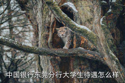 中國(guó)銀行東莞分行大學(xué)生待遇怎么樣