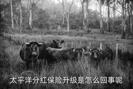 太平洋分紅保險升級是怎么回事呢