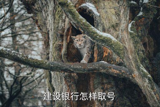 建設(shè)銀行怎樣取號
