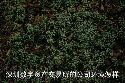 深圳數(shù)字資產(chǎn)交易所的公司環(huán)境怎樣
