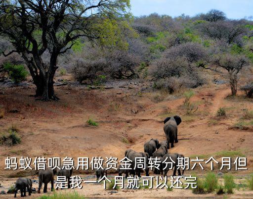 螞蟻借唄急用做資金周轉(zhuǎn)分期六個月但是我一個月就可以還完
