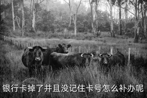 銀行卡怎么補(bǔ)辦如果不知道卡號，銀行卡掉了并且沒記住卡號怎么補(bǔ)辦呢