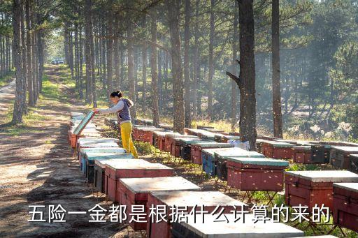 5險怎么算，五險一金都是根據(jù)什么計算的來的