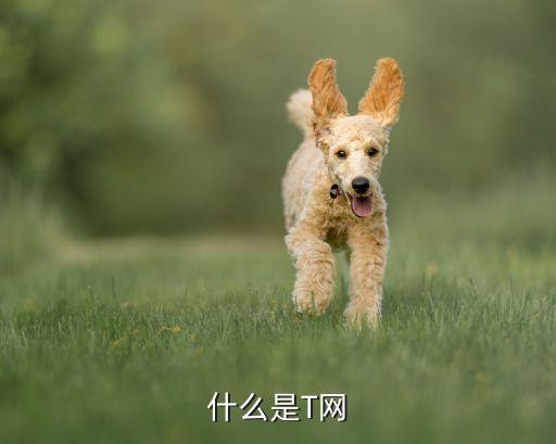什么是T網(wǎng)