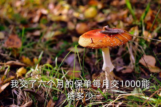 我交了六個(gè)月的保單每月交1000能貸多少