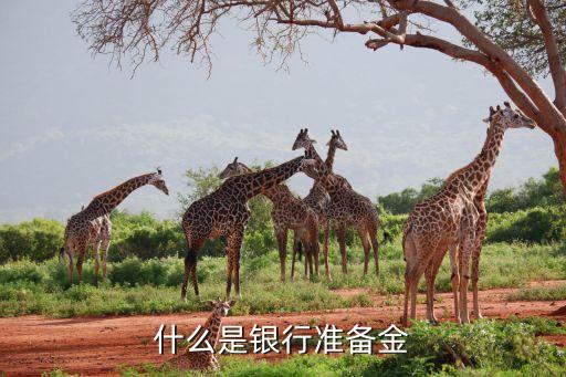 什么是銀行準(zhǔn)備金