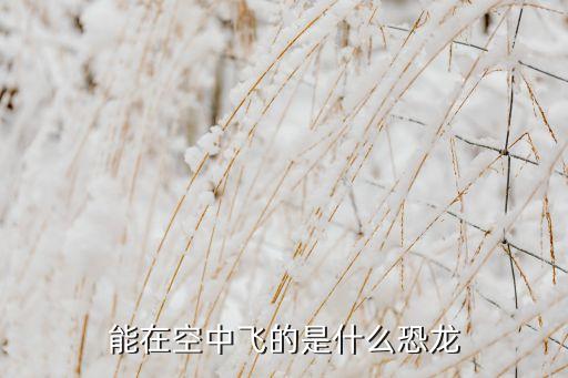 能在空中飛的是什么恐龍