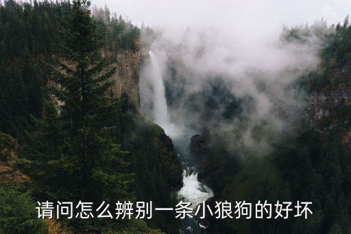 請(qǐng)問(wèn)怎么辨別一條小狼狗的好壞