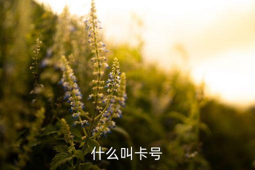 什么叫卡號(hào)