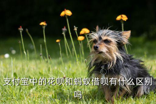 螞蟻借唄跟螞蟻花唄有什么區(qū)別，螞蟻花唄和借唄有什么區(qū)別