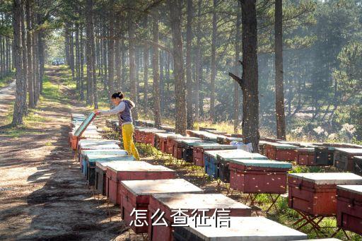 查征信報(bào)告需要什么，如何查詢個(gè)人征信