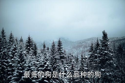 最貴的狗品種是什么意思，最貴的狗是什么品種的狗