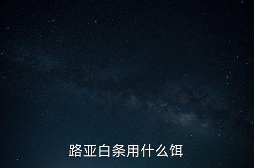 路亞白條用什么餌