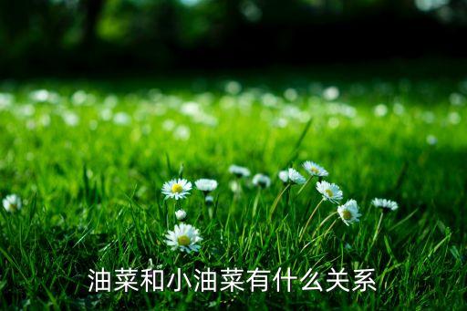 油菜和小油菜有什么關(guān)系