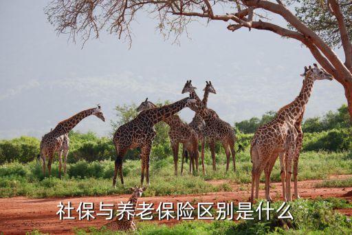 養(yǎng)老保險(xiǎn)是什么，社保與養(yǎng)老保險(xiǎn)區(qū)別是什么