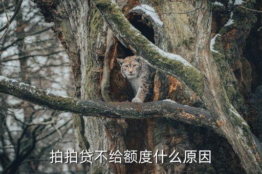 拍拍貸額度為什么會降，拍拍貸額度為什么反而降低了