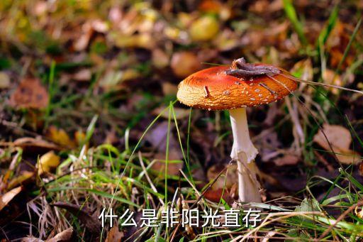 什么叫非陽(yáng)，什么是陽(yáng)光定存與非陽(yáng)光定存