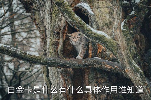 至尊白金卡是什么，銀行請問中行至尊白金權(quán)益的門檻是