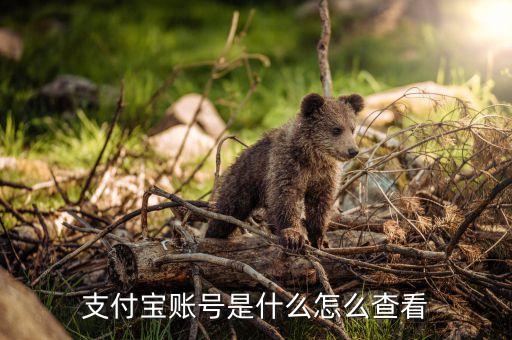 支付寶賬號是什么怎么查看