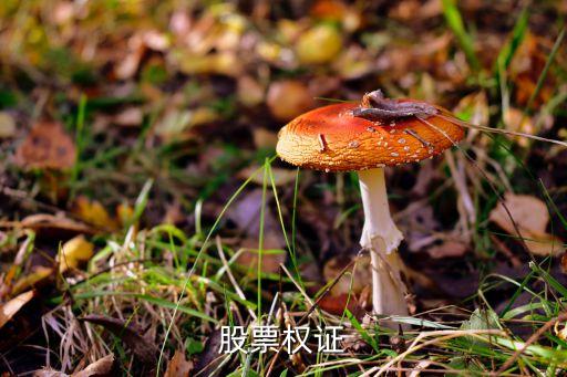 股票權(quán)證