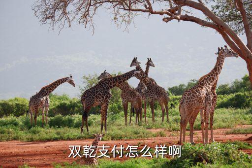 雙乾支付怎么樣啊