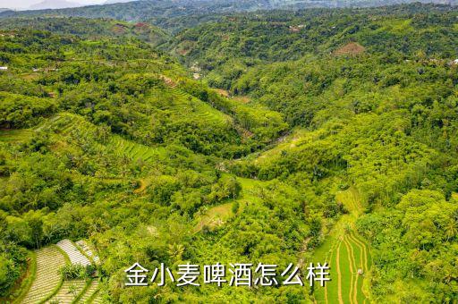 金小麥啤酒怎么樣