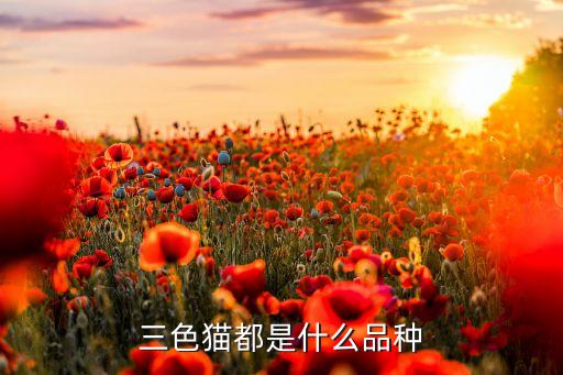 平安養(yǎng)老富盈是什么，三色貓都是什么品種